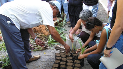 UEMASUL distribui mudas de espécies arbóreas e frutíferas em